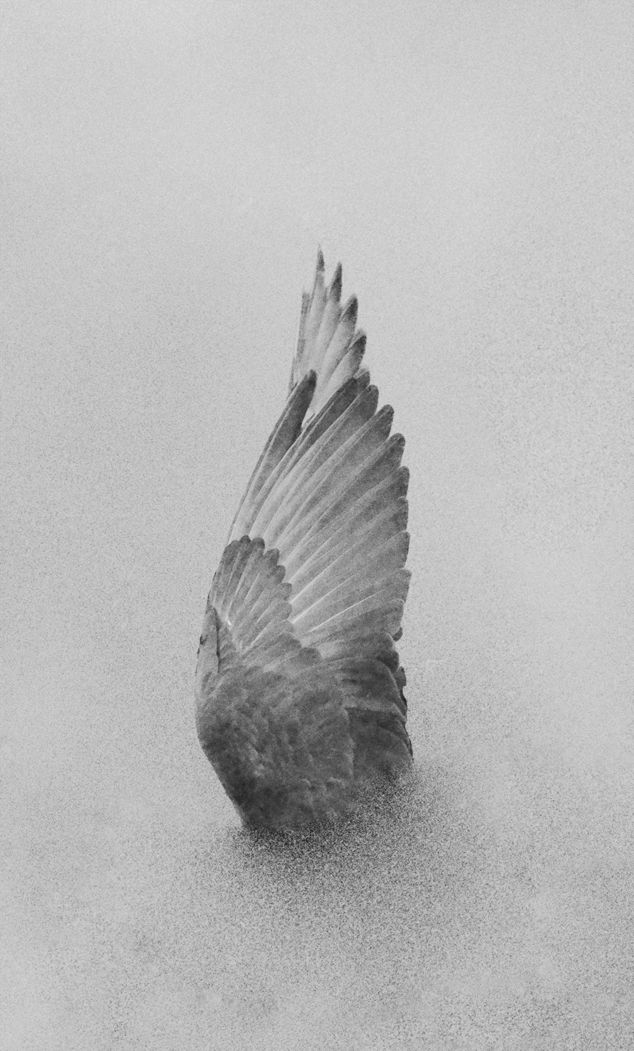 אריאל הכהן, מונומנט I