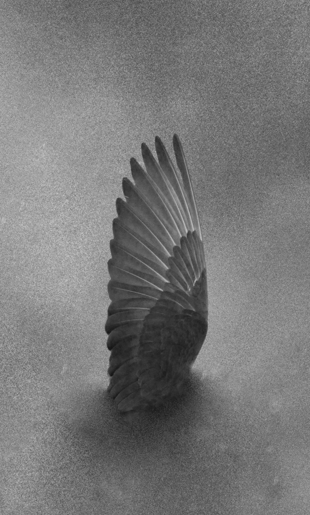 אריאל הכהן, מונומנט II