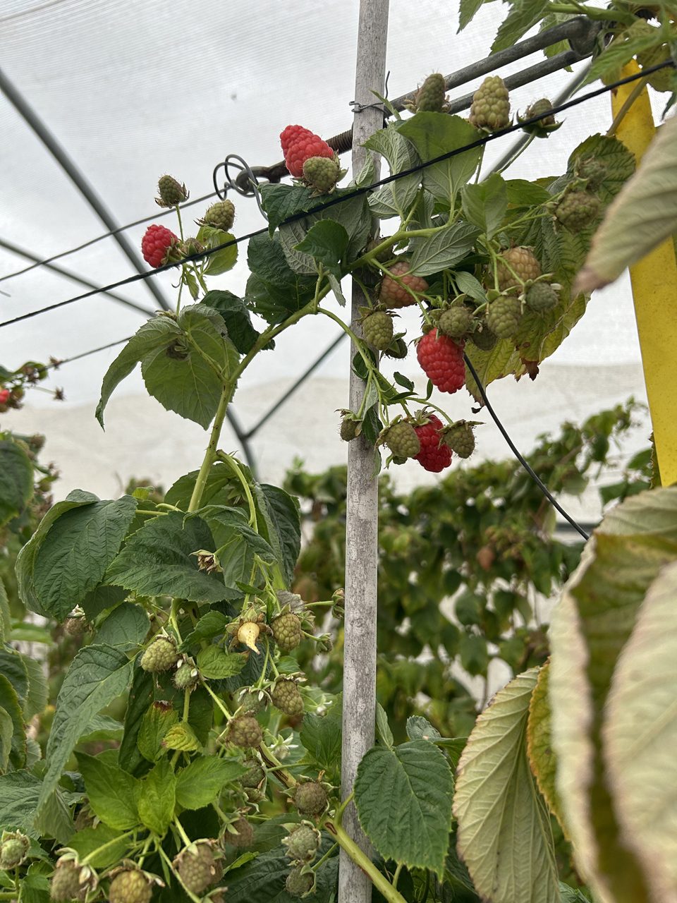 משק פטל ארץ. צילומים: חגי פרגו