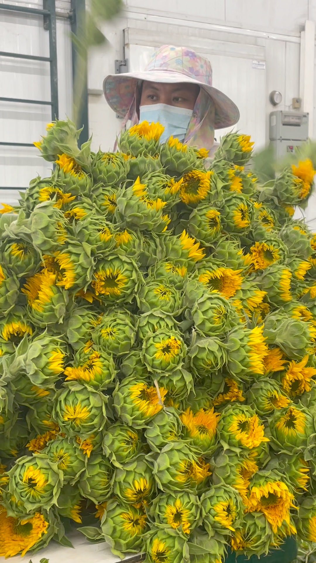 חמניות בתערוכה ״אסופה״ בגלריה על הצוק