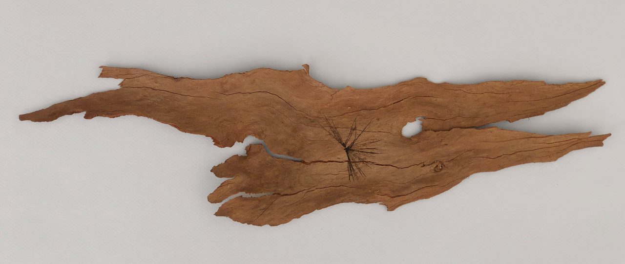 חן אשכנזי, הדפס על קליפת אקליפטוס. צילום: מ״ל