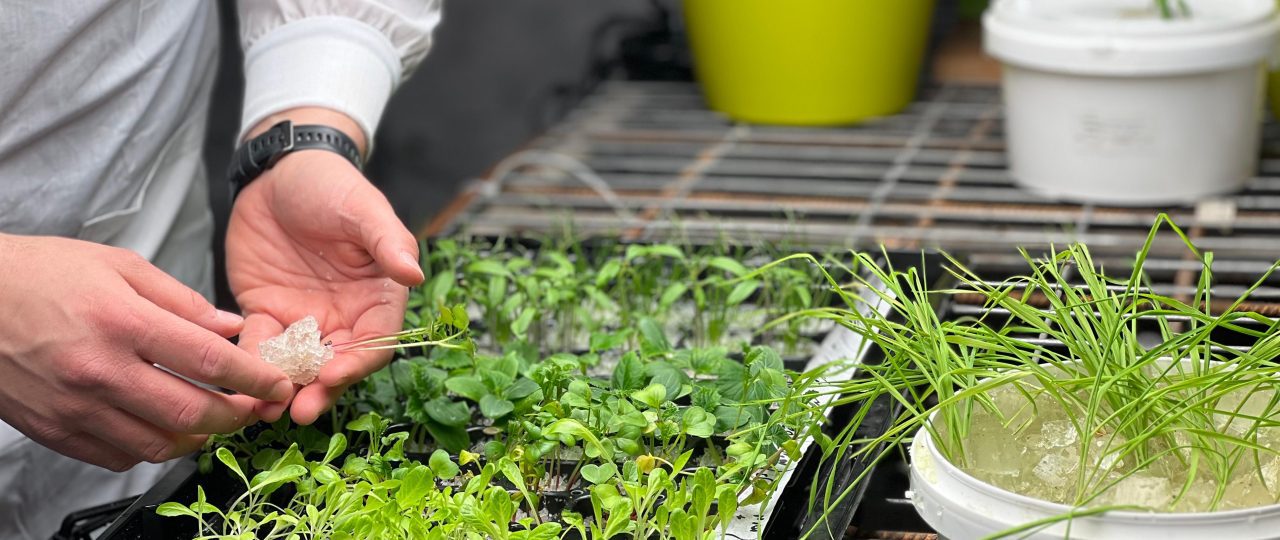 פיתוח פתרונות ברי קיימא לגידול צמחים של TomGrow. צילומים: מ״ל