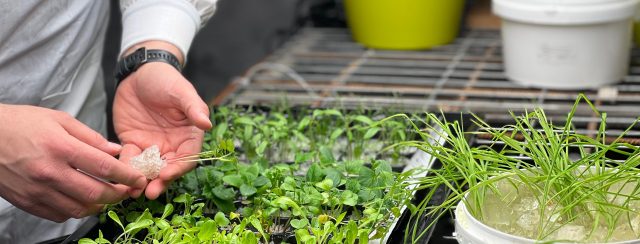 פיתוח פתרונות ברי קיימא לגידול צמחים של TomGrow. צילומים: מ״ל