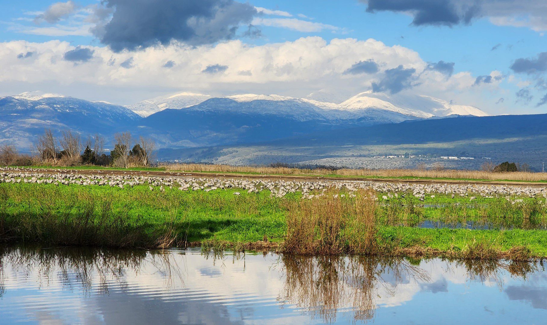 אגמון החולה. צילום: עינבר שלומית רובין