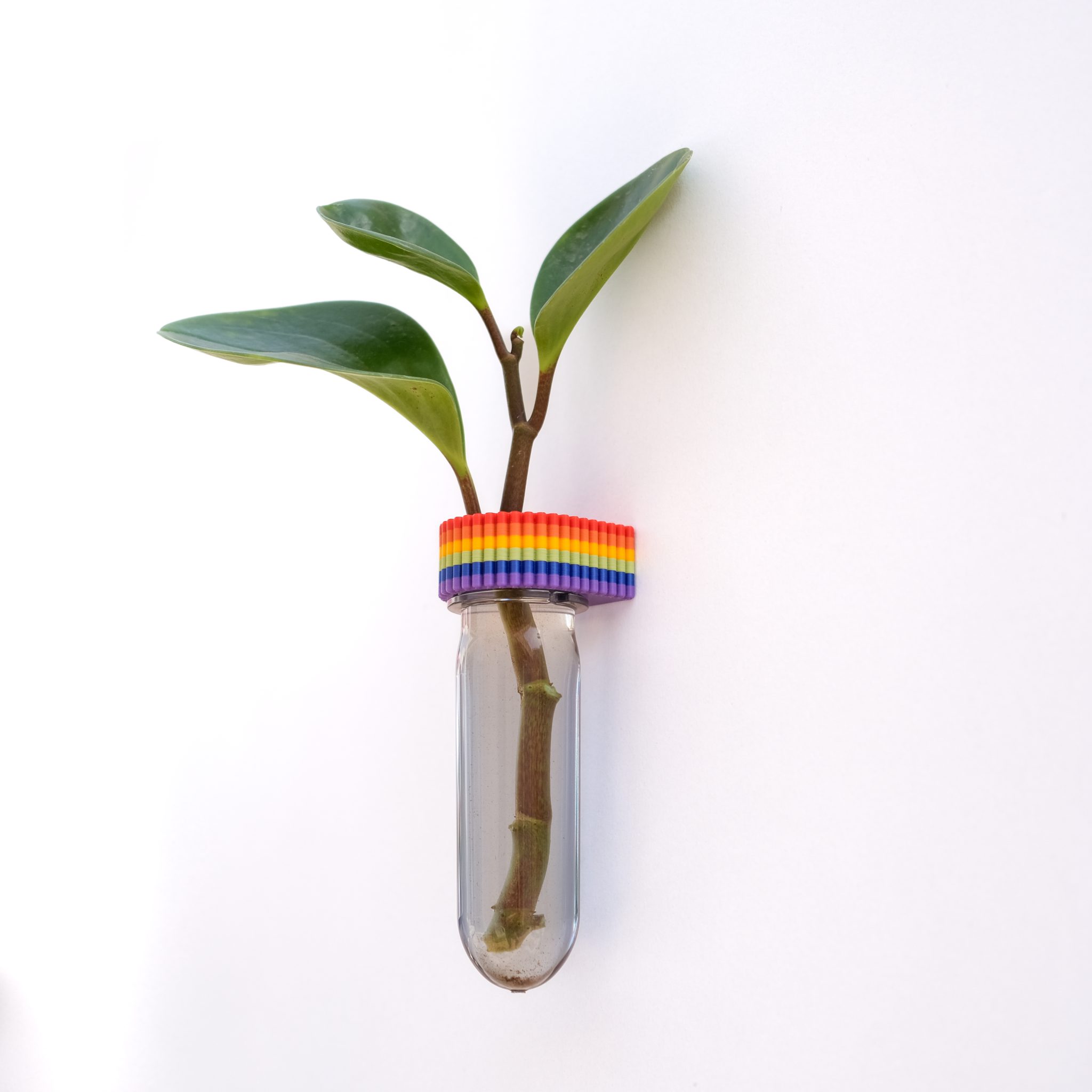 Rotta. צילום: קרן אטאס