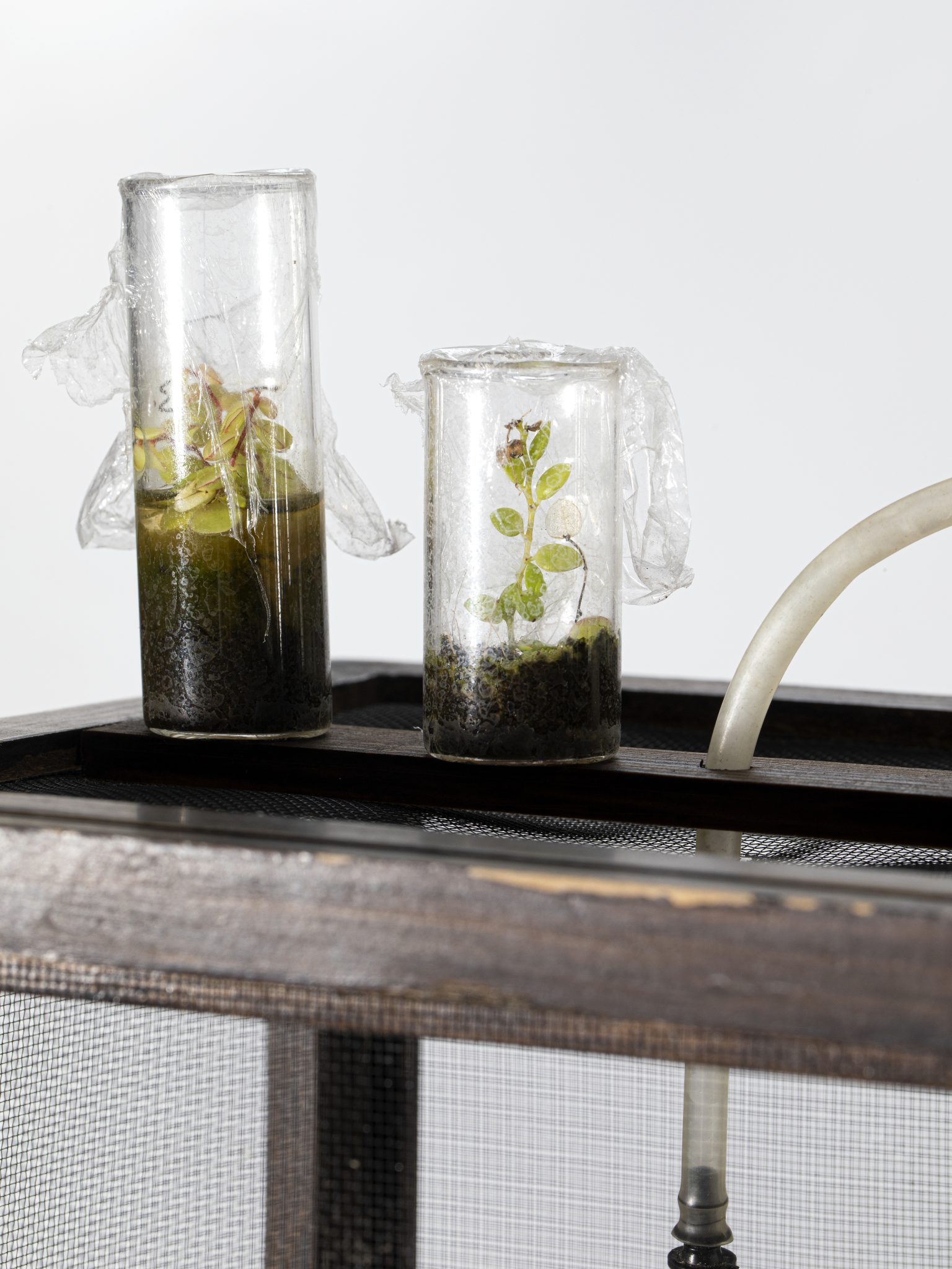 טרריום, פרט