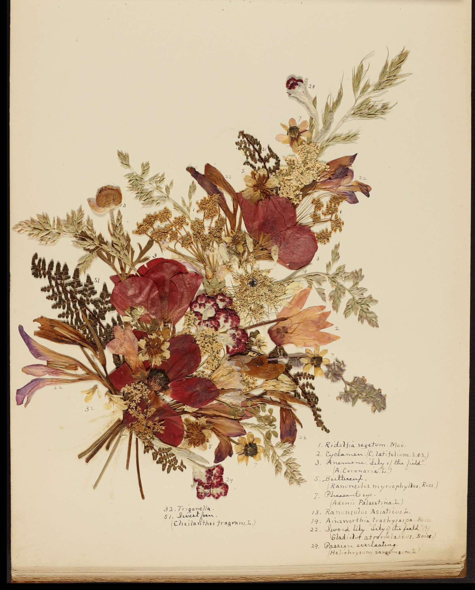 אוסף פרחים מיובשים ומזכרות מארץ ישראל, 1890-1920,הספרייה הלאומית