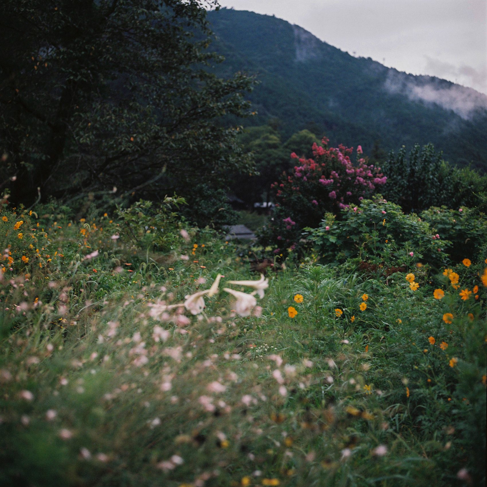 סשה טמרין, גן יפני