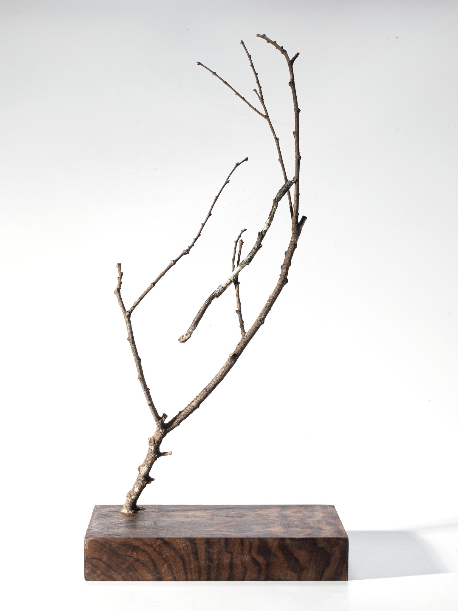 Hermagoras sigillatus