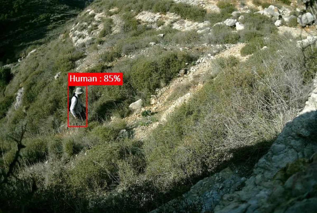 חיה שפר