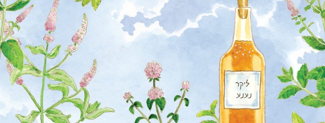 ליקר נענע מתוך לוח ״שנה בגינה״. איורים: אילנה שטיין