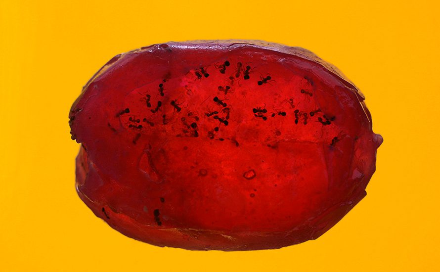 עינת עריף גלנטי