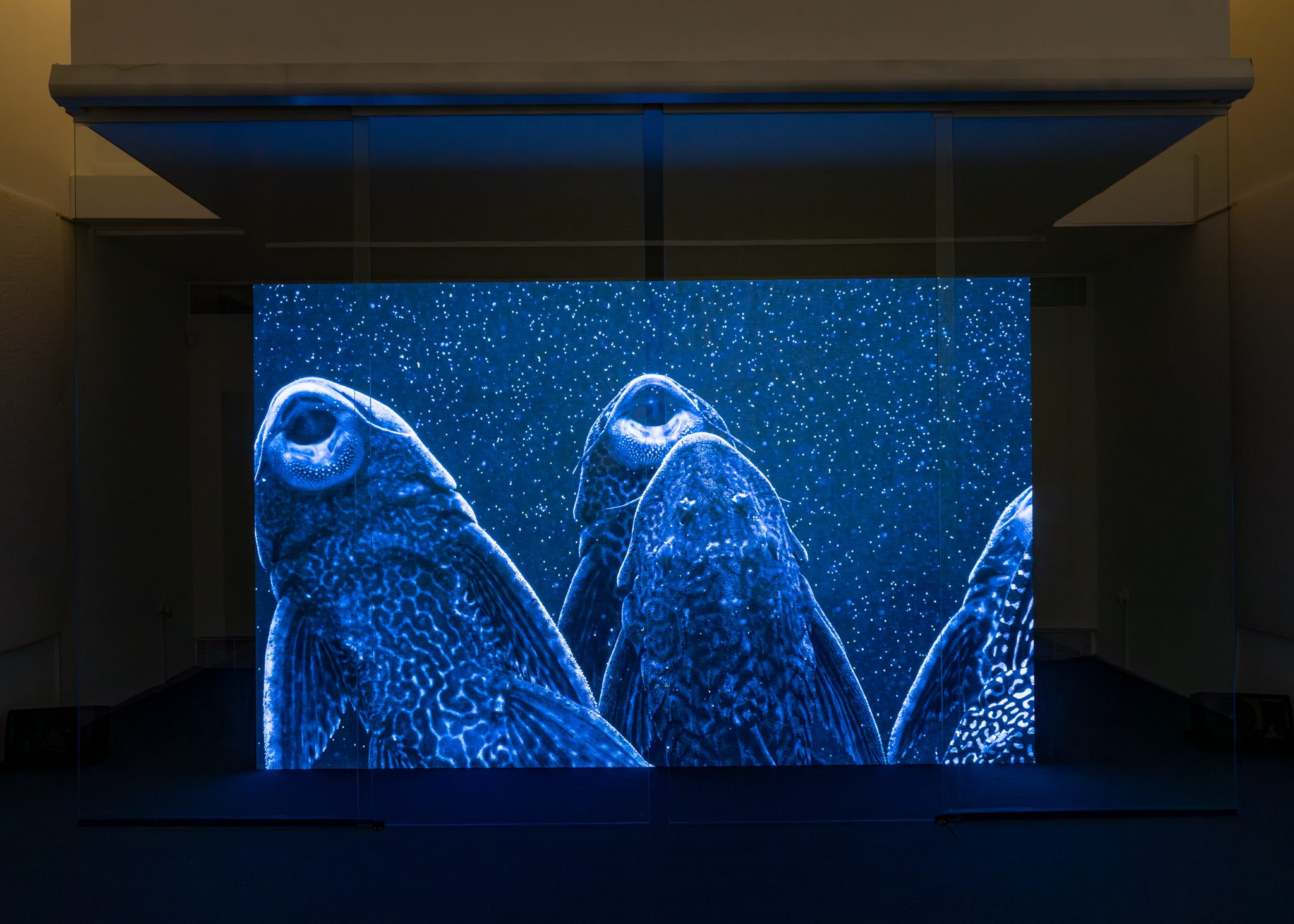 גלעד רטמן, ״Plecos״, 2024. צילום: דניאל חנוך