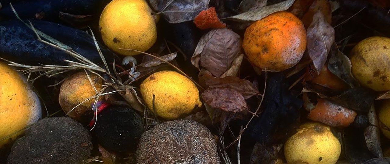 צילום: שחף רודברג