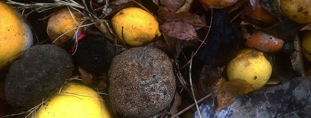 צילום: שחף רודברג