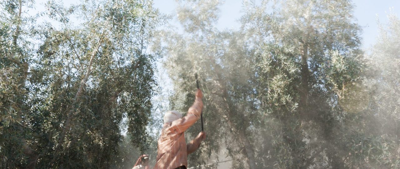 סיגלית לנדאו, מלקות