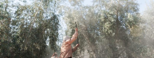 סיגלית לנדאו, מלקות