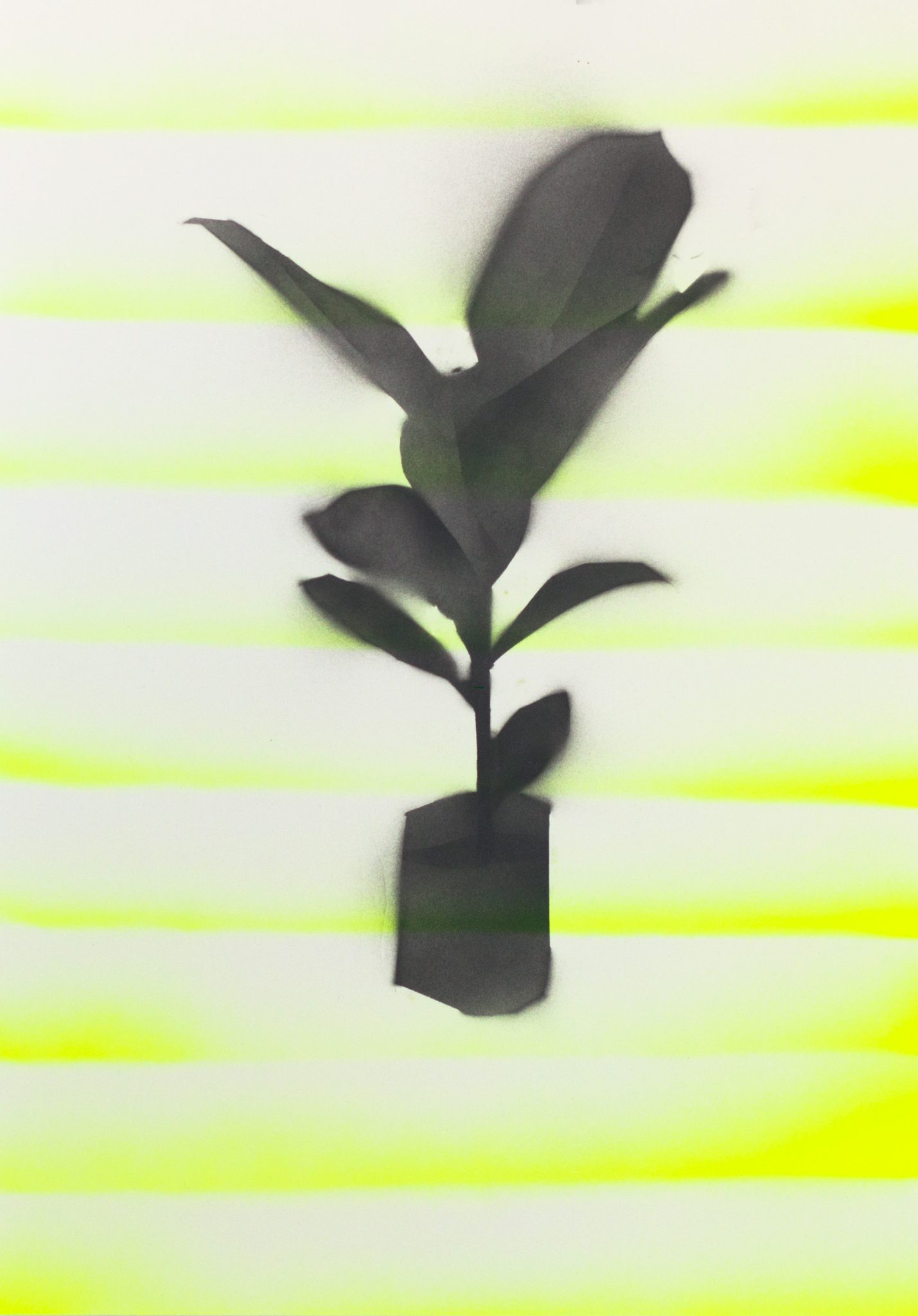 יואב וינפלד, עציץ בפלורסנט