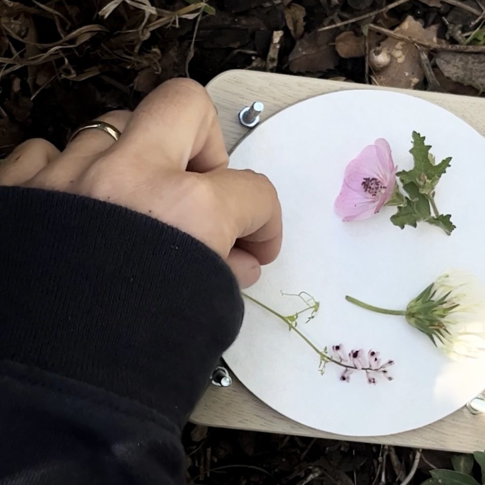 מייבש פרחים עונתי של סתיו שבת. צילומים: מ״ל