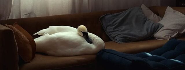 סופי ברזון מקאי, ברבור, 2023