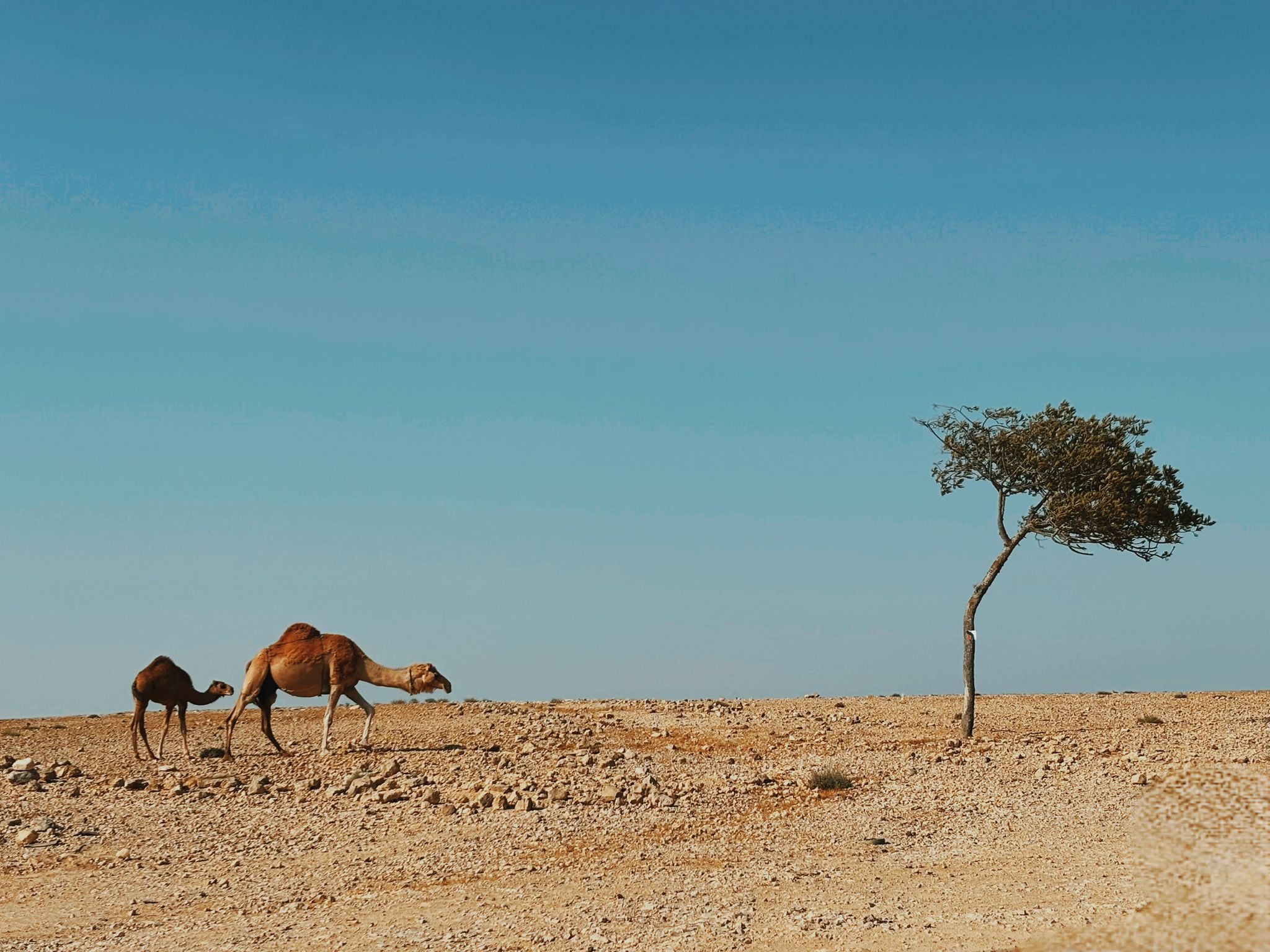 שירה רזיאל, אורחה