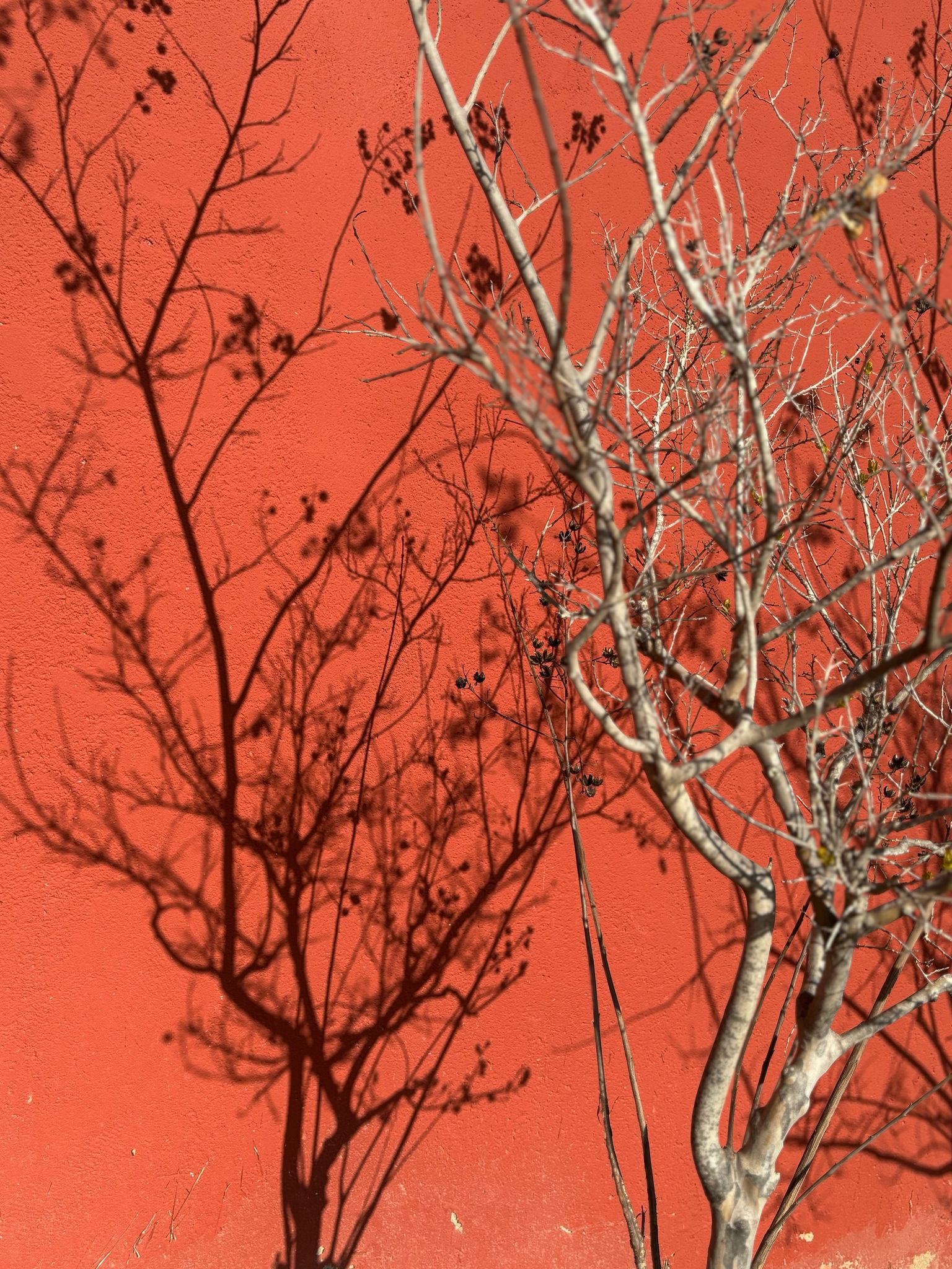 שירה רזיאל, צללים